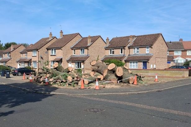 imported-0_St-Ives-trees-Rod-Izatt_result.jpg