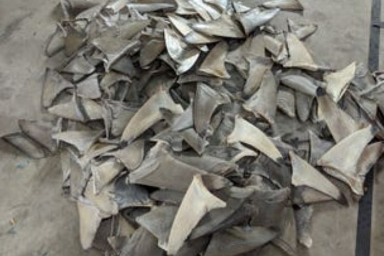imported-shark-5b618b.jpg