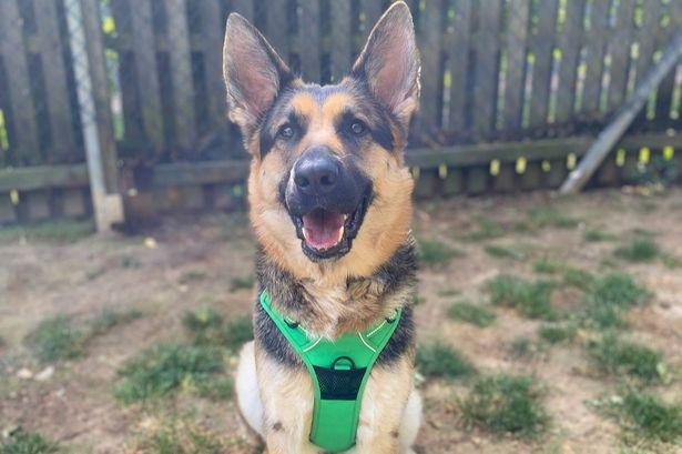 imported-1_Amy-German-Shepherd-Woodgreen.jpg