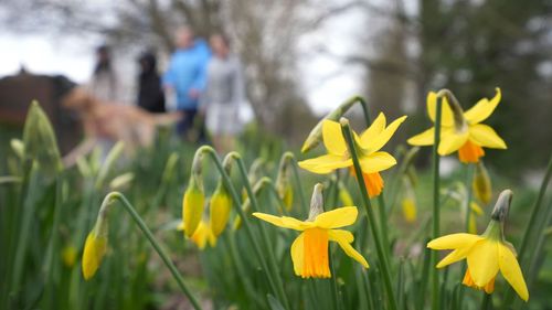 imported-skynews-daffodils-kent_7170113.jpg