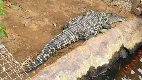 imported-skynews-crocodile-johnsons_7277013.jpg