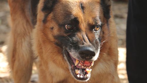 imported-skynews-dog-bit-dangerous-german-shepherd_7221689.jpg