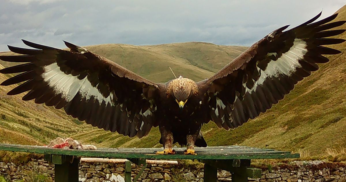 imported-skynews-golden-eagle-bird-merrick_6375066.jpg