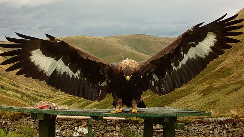 imported-skynews-golden-eagle-bird-merrick_6375066.jpg