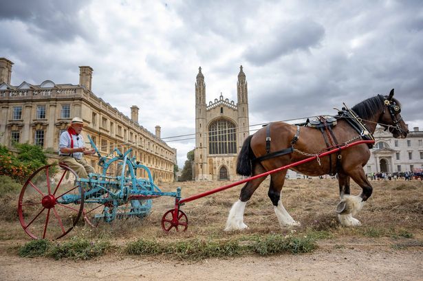 imported-0_The-annual-harvest-of-the-Kings-College-Wildflower-Meadow-at-the-University-of-Cambridge.jpg