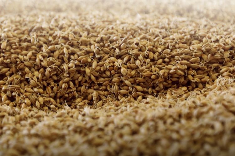 imported-2019-05-04_Sprouting_Barley_Grain-2ad0a3.jpg