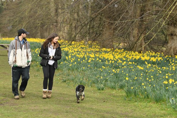 imported-0_BOX_CAMB_Daffodils_013JPG.jpg