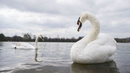 imported-skynews-swans-nigel-farage_7030577.jpg