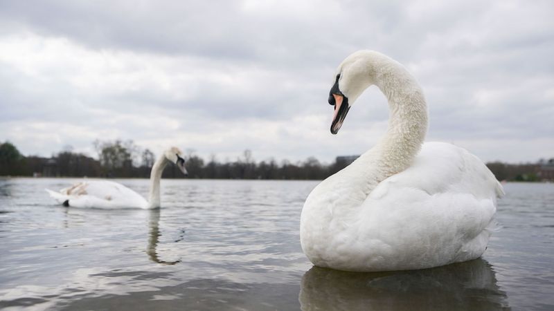 imported-skynews-swans-nigel-farage_7030577.jpg