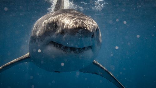 imported-skynews-shark-great-white_7268286.jpg