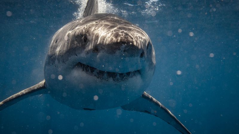imported-skynews-shark-great-white_7268286.jpg