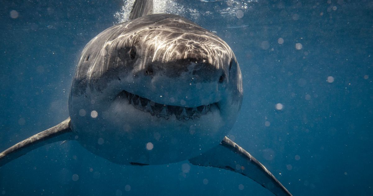 imported-skynews-shark-great-white_7268286.jpg