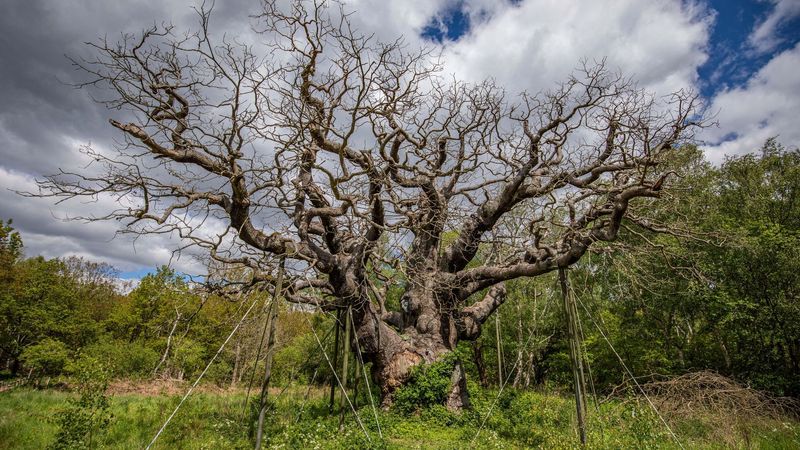 imported-skynews-sherwood-forest-major-oak_7276311.jpg