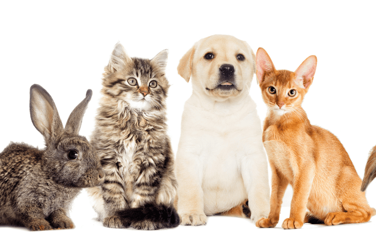 imported-pets.png