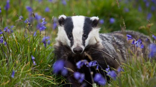 imported-skynews-badger-wildlife-crime_7363792.jpg
