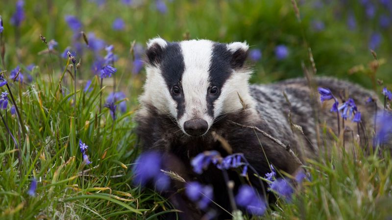 imported-skynews-badger-wildlife-crime_7363792.jpg