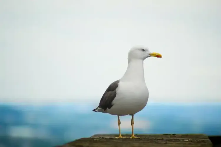 imported-gull.webp