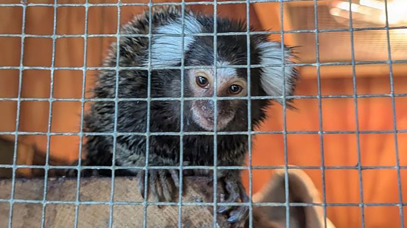 imported-skynews-monkey-london_7303300.jpg