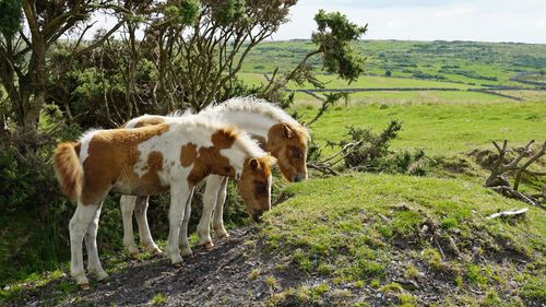 imported-skynews-dartmoor-ponies_7274845.jpg