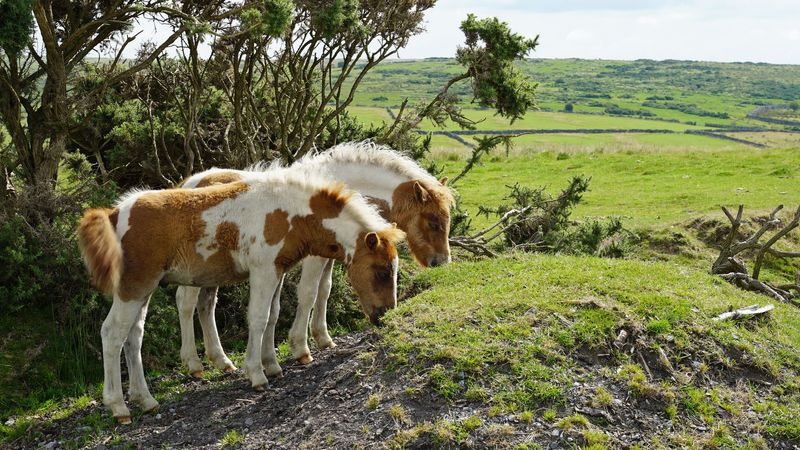 imported-skynews-dartmoor-ponies_7274845.jpg