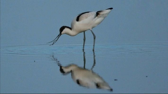 imported-.jpeg