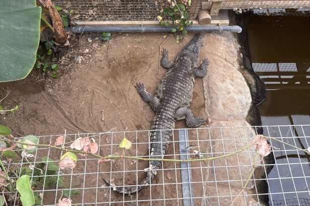 imported-0_SWNS_CROC_FARM_005_165583.jpg
