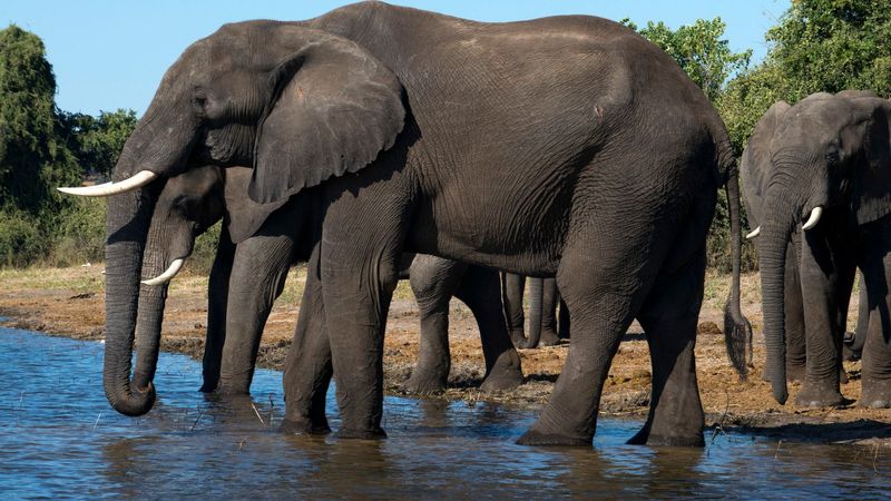 imported-skynews-elephant-ele_6956913.jpg