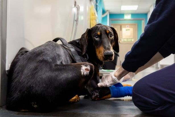 imported-1_RSPCA-Nelson.jpg