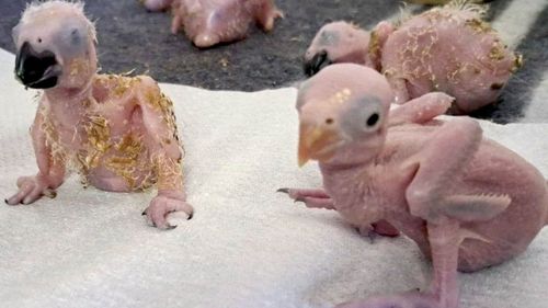 imported-skynews-parrot-eggs-hatchlings_7332327.jpg
