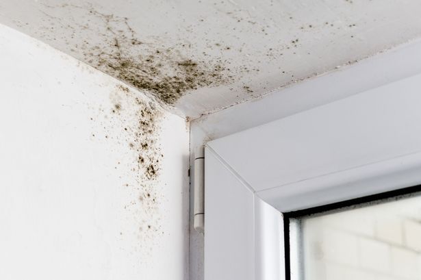 imported-0_Mold-in-the-corner-of-the-plastic-windows.jpg