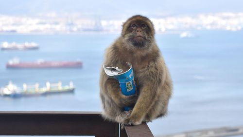 imported-skynews-macaque-monkey_7226930.jpg