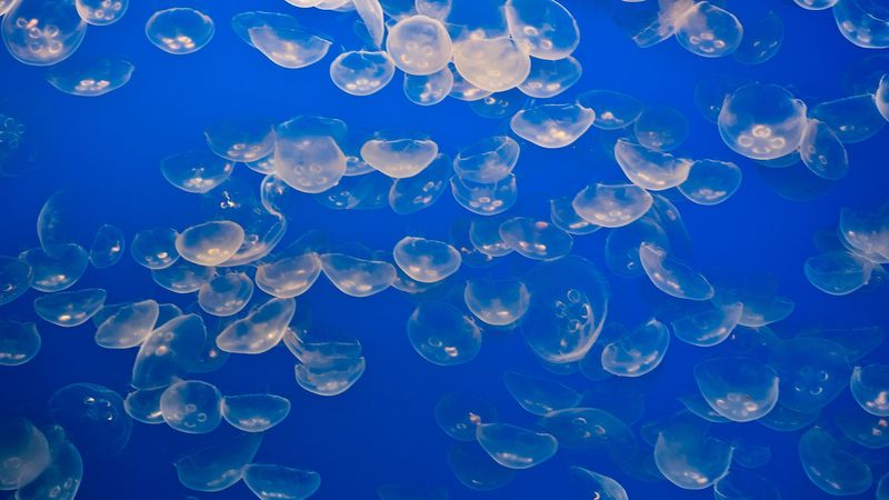 imported-skynews-jellyfish-stock_6988511.jpg