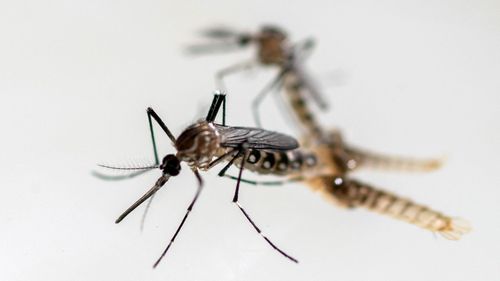 imported-skynews-mosquito-insect_7340030.jpg