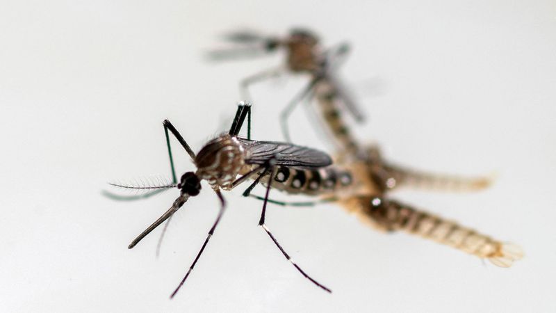 imported-skynews-mosquito-insect_7340030.jpg