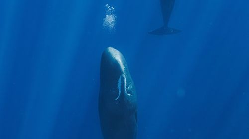 imported-skynews-sperm-whales_7305582.jpg