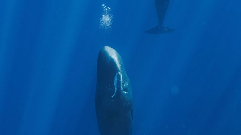 imported-skynews-sperm-whales_7305582.jpg