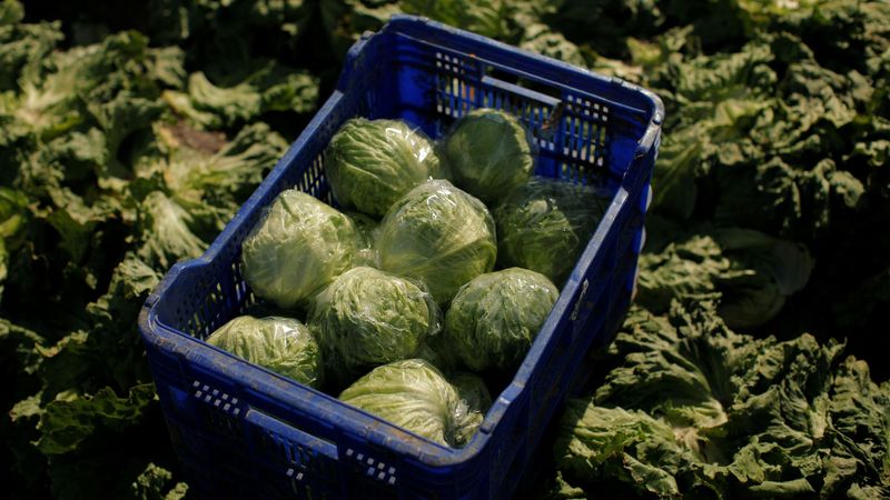 imported-skynews-iceberg-lettuce-food_7314149.jpg