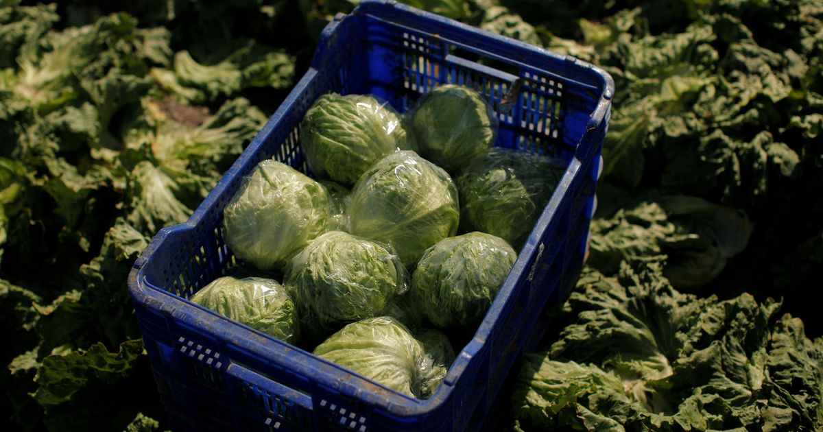 imported-skynews-iceberg-lettuce-food_7314149.jpg