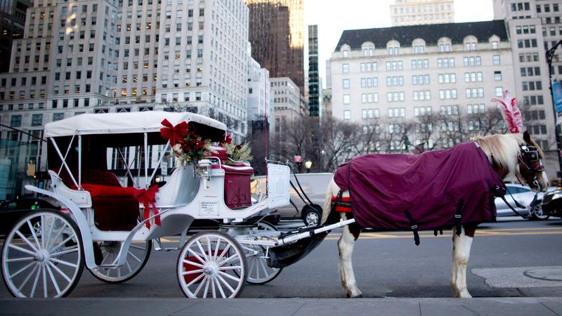 imported-skynews-carriage-horse-new-york_7377181.jpg