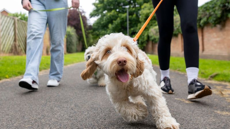 imported-skynews-dog-dog-walker-goldendoodle_6950028.jpg