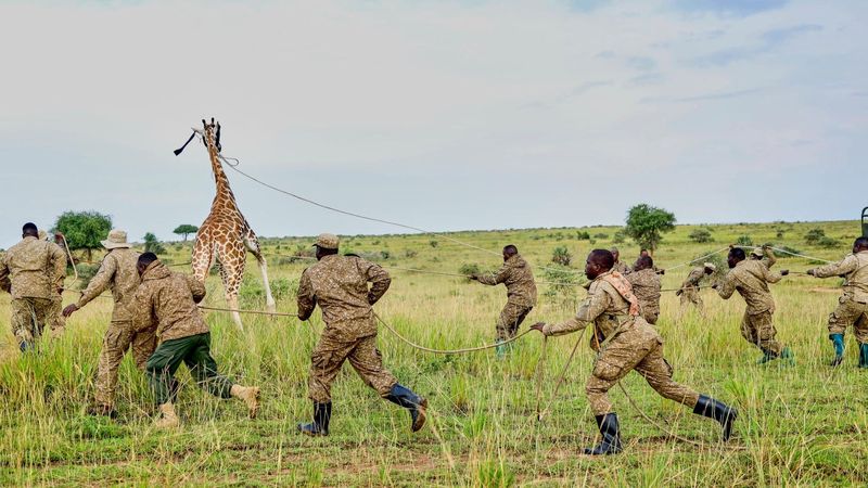 imported-skynews-uganda-giraffe-newspix-2407_7305866.jpg