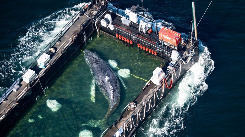 imported-skynews-humpback-whale-north-sea_7233976.jpg