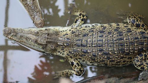 imported-skynews-crocodiles-zoo_7284208.jpg