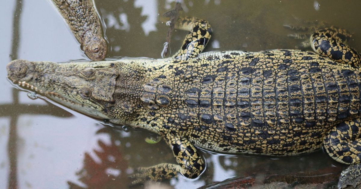 imported-skynews-crocodiles-zoo_7284208.jpg