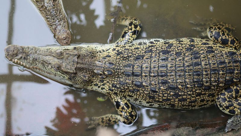 imported-skynews-crocodiles-zoo_7284208.jpg