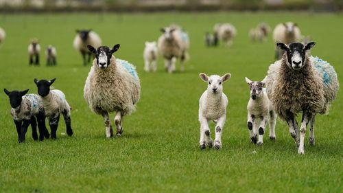 imported-skynews-sheep-lamb_7321518.jpg