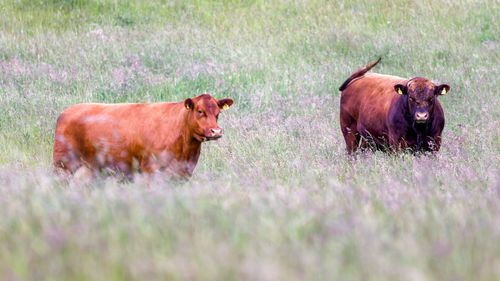 imported-skynews-cattle-cow_7297241.jpg