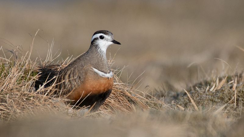 imported-skynews-istock-dotterel-climate_7293804.jpg