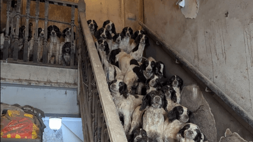 imported-skynews-dogs-neglect-doncaster_7365519.png