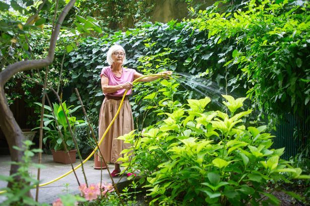imported-0_Senior-woman-watering-the-plants-in-her-backyard-using-garden-hose.jpg